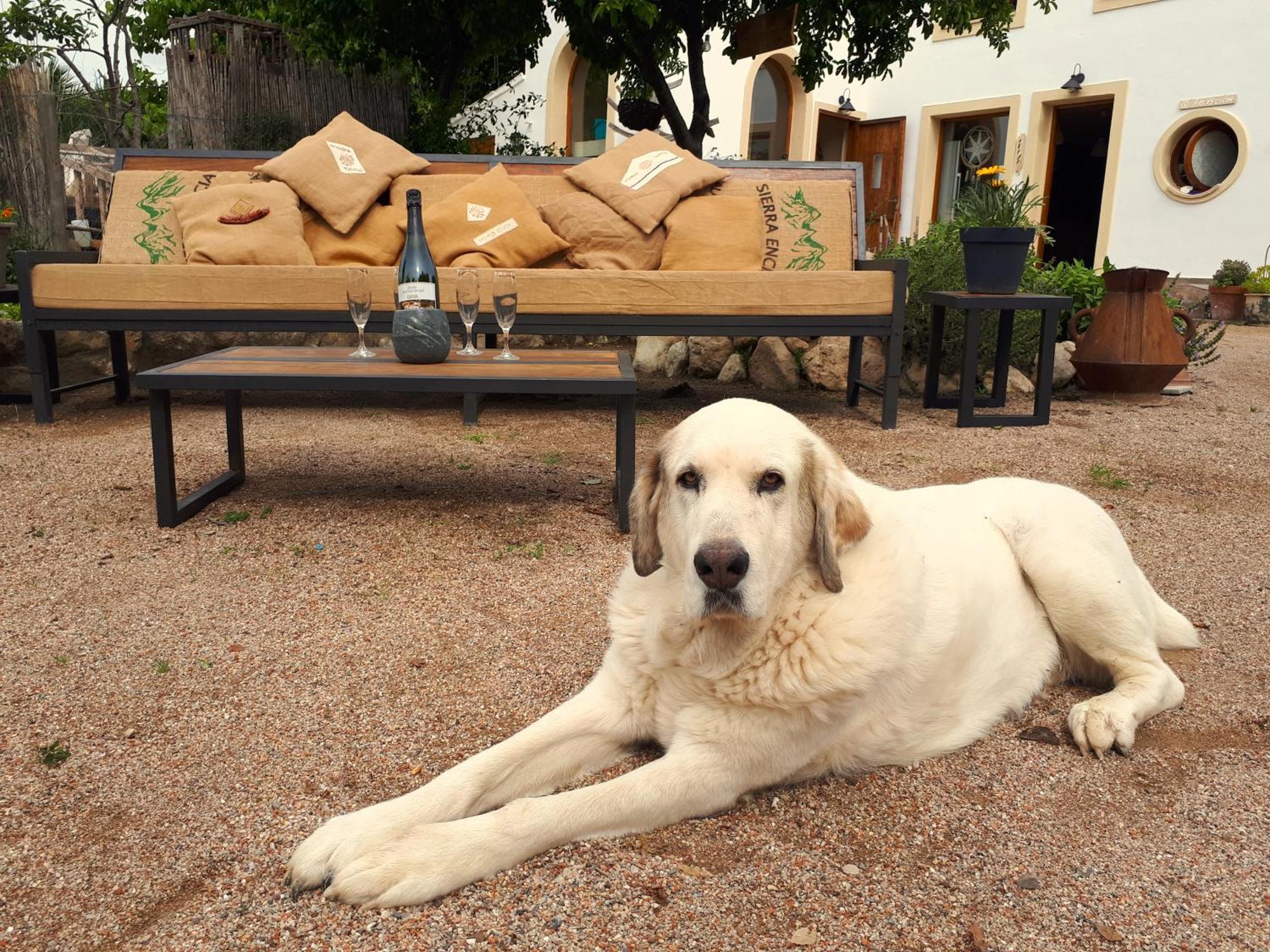Cal Pau Cruset Casa de hóspedes Torrellas de Foix Exterior foto